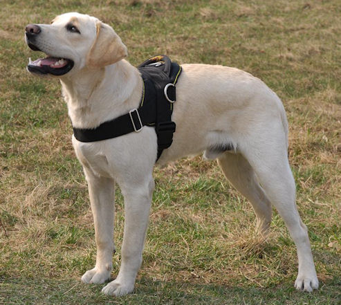 harnesses for dogs
