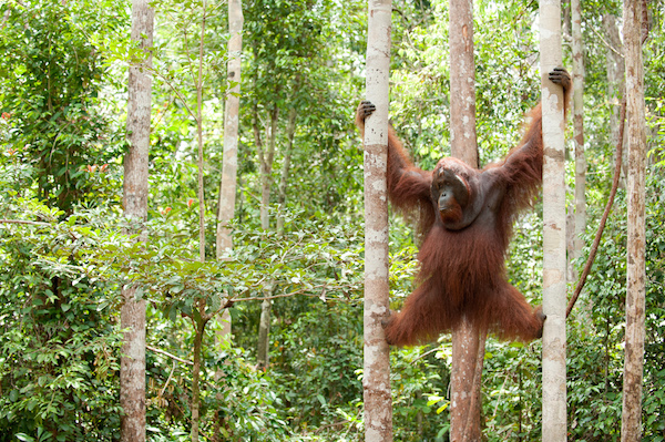 The Enigmatic Orangutans of Sumatra: Conservation and Habitat Protection
